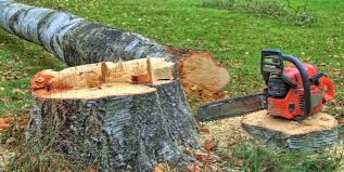 Reliable Raton, NM Tree Care Solutions